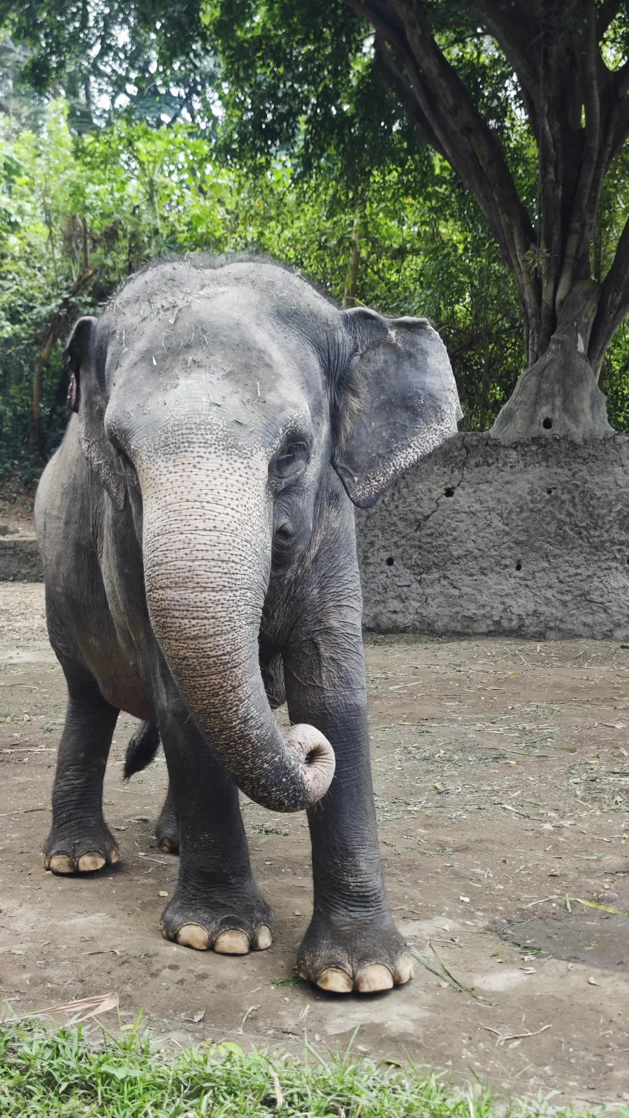 Bali Safari 实拍